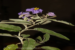 Solanum elaeagnifolium